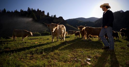 Prehrana z govejimi organi: ključ do boljšega počutja